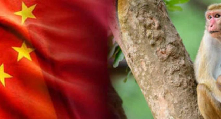 චීනය ශ්‍රී ලංකාවෙන් රිලවුන් ඉල්ලුවේ නැද්ද?